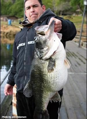 25 lbs 1 oz Dottie, una lobina famosa pescada Mac Weakley.jpg
